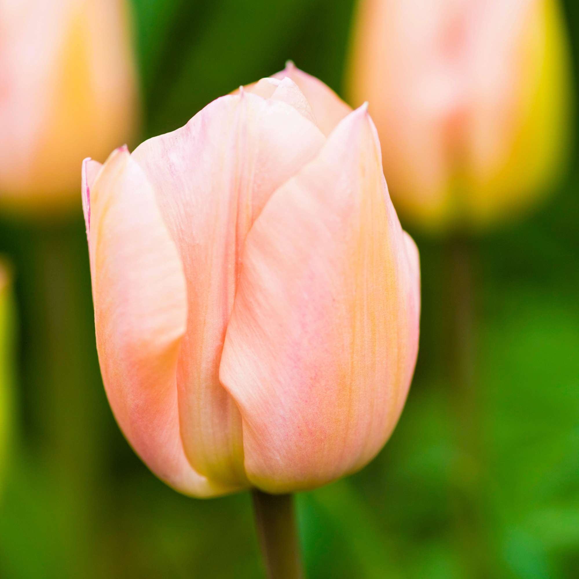 Tulpe 'Apricot Beauty'